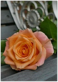 Poszterek 70x100 Rózsa Virág Virágok Rózsa