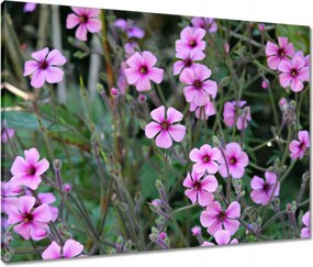 Vászonkép 80x60 Lila virágok