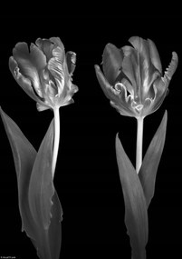 Poszter 21x29,7cm Rokokó tulipánok, Assaf Frank
