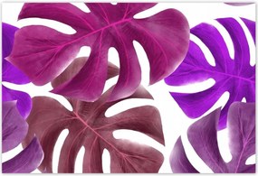 Poszterek 185x125 Monstera Levelek Lila