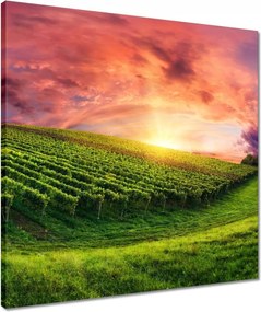 Vászonkép 50x50 Szőlőbirtok Tájkép