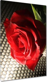 Vászonkép 80x120 Ízléses rózsa