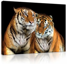 Vászonkép, Tigrisek, 100x75 cm méretben