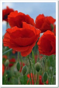 Poszterek keretben 40x60 Mezei pipacsok az égbolt hátterében