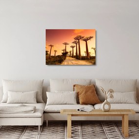 Üveg kép - Naplemente a Baobab Alley-ben (70x50 cm)