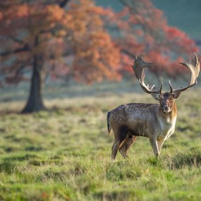 Poszter 80x80cm Szarvas a mezőn, Assaf Frank