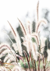 Fotográfia Grass, Studio Collection