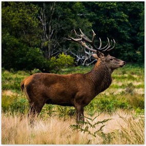 Poszterek 30x30 Óriás szarvas Tájkép