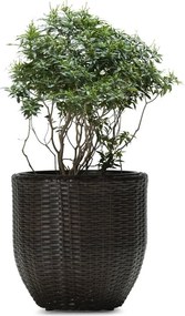 LILY Virágcserép - barna