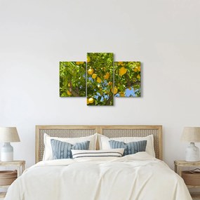Kép - Citromfa (90x60 cm)