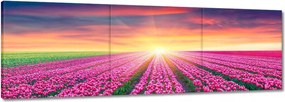Vászonkép 60x20 Tulipánok tengere Tulipánok