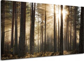 Vászonkép Nap az erdőben Hideg színek Fű 120x70 cm