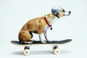 Fotográfia Dog with Helmet Skateboarding, Chris Rogers