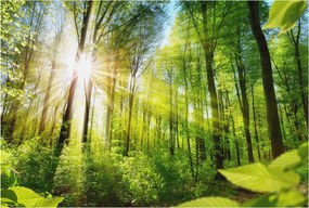 Flizelin fotótapéta Flizelin Designer Erdei fény 104x70 Ragasztó