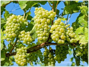 Poszterek 40x30 Zöld szőlő