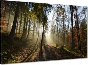 Vászonkép 100x70 Napfelkelte az erdőben