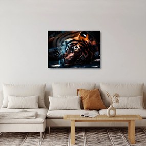 Egy fekvő tigris képe (üvegen) (70x50 cm)