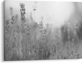 Kép - Levendula (70x50 cm)