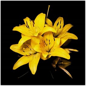 Poszterek 70x70 Sárga liliom csokor