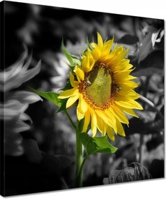 Vászonkép 40x40 Napraforgó