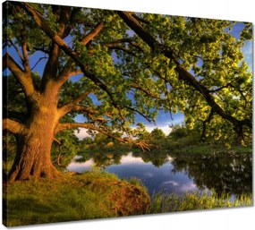 Vászonkép 50x40 Tölgy a croissant-ban