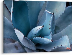 Kép - Agave (70x50 cm)
