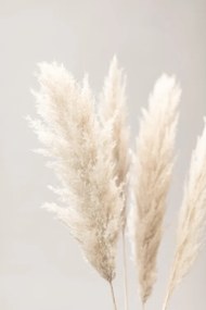 Fotográfia Pampas Grass Grey 02, Studio Collection