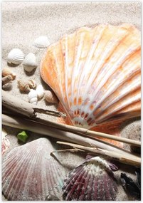 Poszterek 70x100 Kagylók a balti tengerpartról