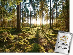 Fotótapéta Flizelina Tájkép Zöld Erdő Fák Moha Nap 400x280 ragasztó