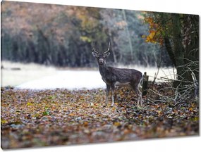 Vászonkép 120x80 Szarvas az erdőben Erdő