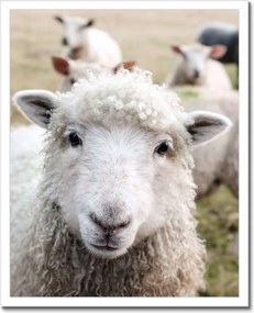 Poszterek keretben 40x50 Juh legeltetés Bárányok