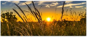 Fotótapéták 250x104 Naplemente a füvek között