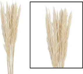Westwing Pampas fű Mace natúr 65-75 cm Boho 10 db