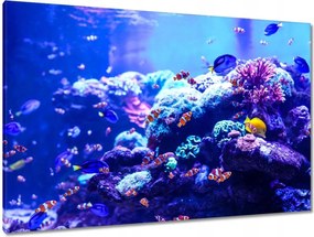 Vászonkép 120x80 A Nemo halak vízi élete