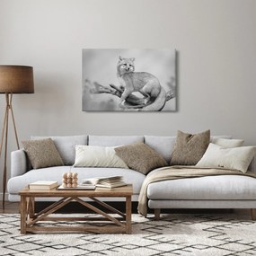 Kép - Szürke róka (90x60 cm)