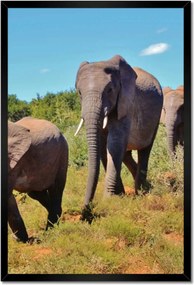 Poszterek keretben 40x60 Elefántok vándorlása