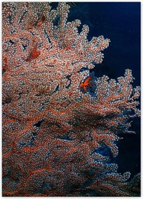 Poszterek 50x70 Kék óceán zátonyokkal