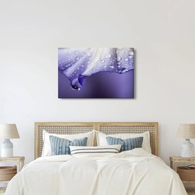 Kép - Szirom cseppekkel (90x60 cm)