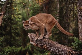 Fotográfia Mountain Lion on Tree Stump, John Conrad