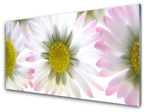 Modern üvegkép Daisy növény természet 100x50 cm 2 fogas