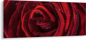 Kép - Vörös rózsa harmatcseppekkel (120x50 cm)
