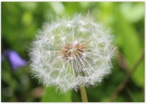 Poszterek 100x70 Pitypang Virág Virágok