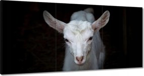 Vászonkép 180x90 Fehér kis kecske állat