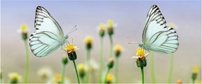 Pillangók eképe a virágon (120x50 cm)