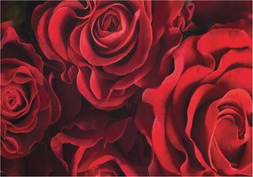 Dekoratív fotótapéta falra Könnyű összeszerelés Vörös rózsák 208x146 Ragasztó