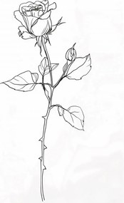 Poszter 40x55cm Rózsa kontúr