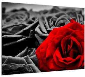 Kép - Rózsa virágok (üvegen) (70x50 cm)