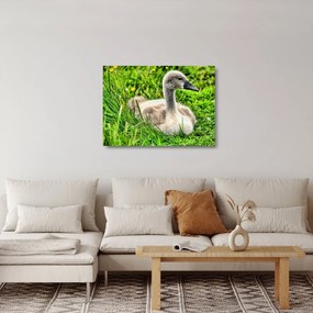 Kép - kis hattyú a fűben (üvegen) (70x50 cm)