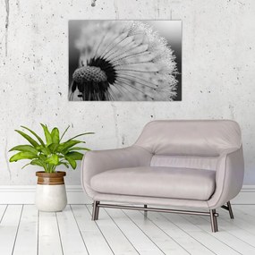 Pitypang képe - fekete fehér (üvegen) (70x50 cm)