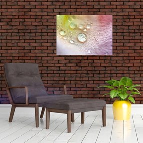 Kép - Harmatcseppek (70x50 cm)